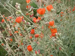 بذر ختمی اپریکوت آمریکایی <br> بسته 5 عددی <br> Apricot Mallow <br><i><b> Sphaeralcea ambigua </i> Seeds </b>