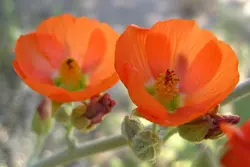 بذر ختمی اپریکوت آمریکایی <br> بسته 5 عددی <br> Apricot Mallow <br><i><b> Sphaeralcea ambigua </i> Seeds </b>