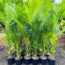 بذر نخل مرمر (پینانگا کوروناتا) <br> تعداد یک عدد بذر <br> Ivory Cane Palm <br><i><b> Pinanga coronata </i> Seeds </b>