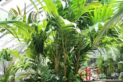 بذر نخل مرمر (پینانگا کوروناتا) <br> تعداد یک عدد بذر <br> Ivory Cane Palm <br><i><b> Pinanga coronata </i> Seeds </b>