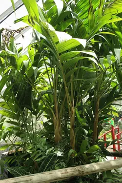 بذر نخل مرمر (پینانگا کوروناتا) <br> تعداد یک عدد بذر <br> Ivory Cane Palm <br><i><b> Pinanga coronata </i> Seeds </b>