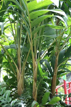 بذر نخل مرمر (پینانگا کوروناتا) <br> تعداد یک عدد بذر <br> Ivory Cane Palm <br><i><b> Pinanga coronata </i> Seeds </b>