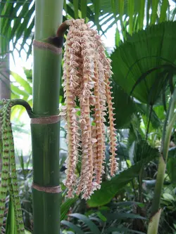 بذر نخل مرمر (پینانگا کوروناتا) <br> تعداد یک عدد بذر <br> Ivory Cane Palm <br><i><b> Pinanga coronata </i> Seeds </b>