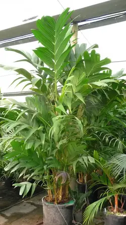 بذر نخل مرمر (پینانگا کوروناتا) <br> تعداد یک عدد بذر <br> Ivory Cane Palm <br><i><b> Pinanga coronata </i> Seeds </b>