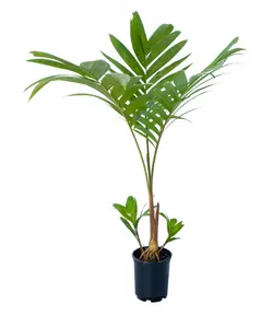 بذر نخل مرمر (پینانگا کوروناتا) <br> تعداد یک عدد بذر <br> Ivory Cane Palm <br><i><b> Pinanga coronata </i> Seeds </b>