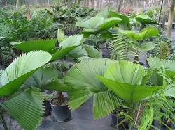 بذر نخل لیکوالا پلتاتا <br> تعداد یک عدد بذر <br> Swamp Fan Palm <br><i><b> Licuala peltata </i> Seeds </b>