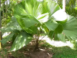بذر نخل لیکوالا پلتاتا <br> تعداد یک عدد بذر <br> Swamp Fan Palm <br><i><b> Licuala peltata </i> Seeds </b>