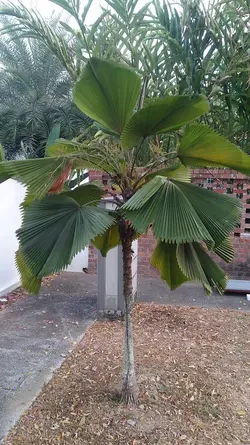 بذر نخل لیکوالا پلتاتا <br> تعداد یک عدد بذر <br> Swamp Fan Palm <br><i><b> Licuala peltata </i> Seeds </b>