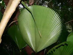بذر نخل لیکوالا پلتاتا <br> تعداد یک عدد بذر <br> Swamp Fan Palm <br><i><b> Licuala peltata </i> Seeds </b>