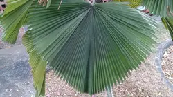 بذر نخل لیکوالا پلتاتا <br> تعداد یک عدد بذر <br> Swamp Fan Palm <br><i><b> Licuala peltata </i> Seeds </b>