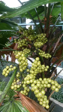 بذر نخل لیکوالا پلتاتا <br> تعداد یک عدد بذر <br> Swamp Fan Palm <br><i><b> Licuala peltata </i> Seeds </b>