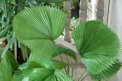 بذر نخل لیکوالا پلتاتا <br> تعداد یک عدد بذر <br> Swamp Fan Palm <br><i><b> Licuala peltata </i> Seeds </b>