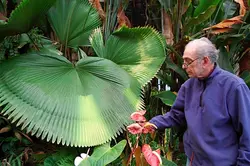 بذر نخل لیکوالا پلتاتا <br> تعداد یک عدد بذر <br> Swamp Fan Palm <br><i><b> Licuala peltata </i> Seeds </b>