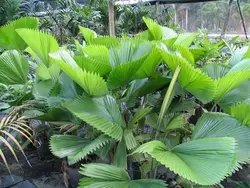بذر نخل لیکوالا پلتاتا <br> تعداد یک عدد بذر <br> Swamp Fan Palm <br><i><b> Licuala peltata </i> Seeds </b>