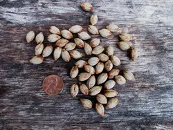 بذر نخل لیکوالا پلتاتا <br> تعداد یک عدد بذر <br> Swamp Fan Palm <br><i><b> Licuala peltata </i> Seeds </b>