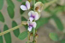 بذر لوبیا تفروسیا <br>  بسته 5 عددی <br> Petai Balong Kecil <br><i><b> Tephrosia noctiflora </i> Seeds </b>