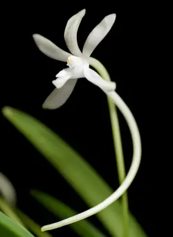 نشا ارکیده وندا فالکاتا <br>  تعداد پنج عدد نشا <br> <i><b> Vanda falcata </i> Seedlings </b>