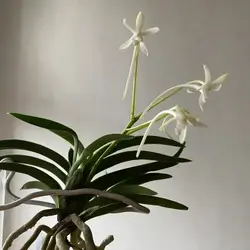 نشا ارکیده وندا فالکاتا <br>  تعداد پنج عدد نشا <br> <i><b> Vanda falcata </i> Seedlings </b>