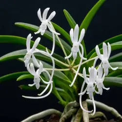 نشا ارکیده وندا فالکاتا <br>  تعداد پنج عدد نشا <br> <i><b> Vanda falcata </i> Seedlings </b>