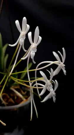 نشا ارکیده وندا فالکاتا <br>  تعداد پنج عدد نشا <br> <i><b> Vanda falcata </i> Seedlings </b>