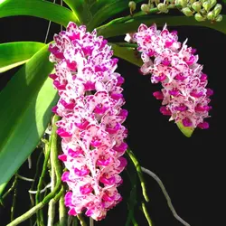 نشا ارکیده راینکو استایلیس <br>  تعداد پنج عدد نشا <br> <i><b> Rhynchostylis gigantea </i> Seedlings </b>
