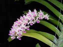 نشا ارکیده راینکو استایلیس <br>  تعداد پنج عدد نشا <br> <i><b> Rhynchostylis gigantea </i> Seedlings </b>