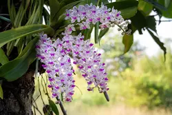 نشا ارکیده راینکو استایلیس <br>  تعداد پنج عدد نشا <br> <i><b> Rhynchostylis gigantea </i> Seedlings </b>