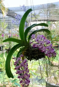 نشا ارکیده راینکو استایلیس <br>  تعداد پنج عدد نشا <br> <i><b> Rhynchostylis gigantea </i> Seedlings </b>