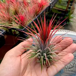 گیاه هوازی <br> یک عدد گیاه <br>  Air Plant <br><i><b> Tillandsia ionantha </i> Plant </b>