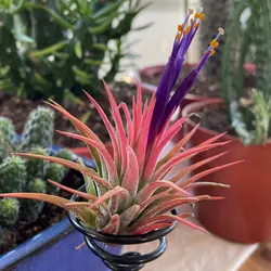 گیاه هوازی <br> یک عدد گیاه <br>  Air Plant <br><i><b> Tillandsia ionantha </i> Plant </b>