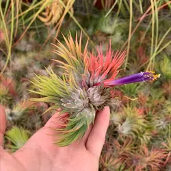 گیاه هوازی <br> یک عدد گیاه <br>  Air Plant <br><i><b> Tillandsia ionantha </i> Plant </b>