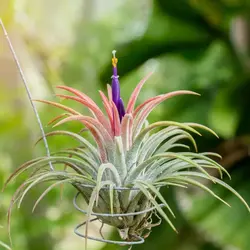 گیاه هوازی <br> یک عدد گیاه <br>  Air Plant <br><i><b> Tillandsia ionantha </i> Plant </b>