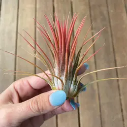 گیاه هوازی <br> یک عدد گیاه <br>  Air Plant <br><i><b> Tillandsia ionantha </i> Plant </b>
