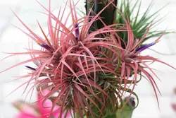 گیاه هوازی <br> یک عدد گیاه <br>  Air Plant <br><i><b> Tillandsia ionantha </i> Plant </b>
