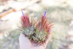 گیاه هوازی <br> یک عدد گیاه <br>  Air Plant <br><i><b> Tillandsia ionantha </i> Plant </b>