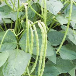 بذر لوبیا گاوی <br>  بسته 5 عددی <br> Cowpea <br><i><b> Vigna unguiculata </i> Seeds </b>