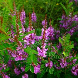 بذر لوبیا نیل &lt;br&gt;  بسته 20 عددی &lt;br&gt; True Indigo &lt;br&gt;&lt;i&gt;&lt;b&gt; Indigofera tinctoria &lt;/i&gt; Seeds &lt;/b&gt;