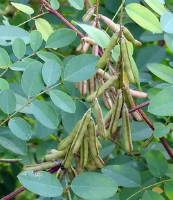 بذر لوبیا نیل <br>  بسته 20 عددی <br> True Indigo <br><i><b> Indigofera tinctoria </i> Seeds </b>