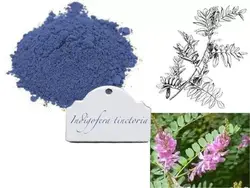 بذر لوبیا نیل <br>  بسته 20 عددی <br> True Indigo <br><i><b> Indigofera tinctoria </i> Seeds </b>