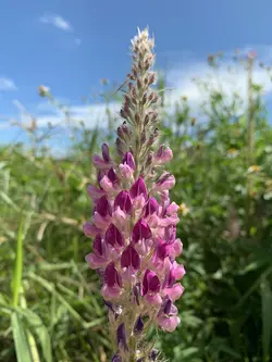 بذر لوبیا دم روباهی <br>  بسته 10 عددی <br> Asian Foxtail <br><i><b> Uraria crinita </i> Seeds </b>