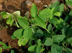 بذر لوبیا دم روباهی <br>  بسته 10 عددی <br> Asian Foxtail <br><i><b> Uraria crinita </i> Seeds </b>