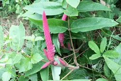 بذر لوبیا دم روباهی <br>  بسته 10 عددی <br> Asian Foxtail <br><i><b> Uraria crinita </i> Seeds </b>