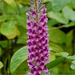 بذر لوبیا دم روباهی <br>  بسته 10 عددی <br> Asian Foxtail <br><i><b> Uraria crinita </i> Seeds </b>