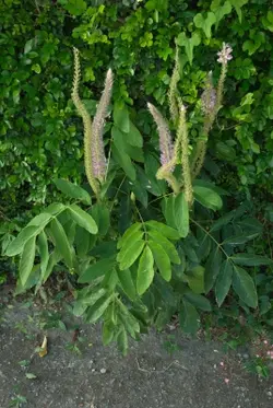 بذر لوبیا دم روباهی <br>  بسته 10 عددی <br> Asian Foxtail <br><i><b> Uraria crinita </i> Seeds </b>