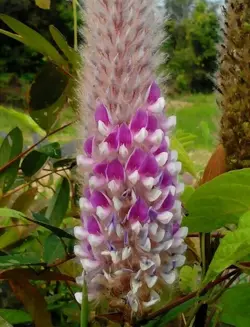 بذر لوبیا دم روباهی <br>  بسته 10 عددی <br> Asian Foxtail <br><i><b> Uraria crinita </i> Seeds </b>