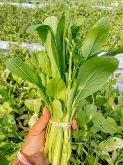 بذر سبزیجات چوی سام <br> بسته 20 عددی <br> Choy Sum <br><i><b> Brassica rapa var. parachinensis </i> Seeds </b>
