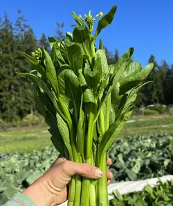 بذر سبزیجات چوی سام <br> بسته 20 عددی <br> Choy Sum <br><i><b> Brassica rapa var. parachinensis </i> Seeds </b>
