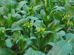 بذر سبزیجات چوی سام <br> بسته 20 عددی <br> Choy Sum <br><i><b> Brassica rapa var. parachinensis </i> Seeds </b>