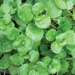 بذر آب تره (بولاغ اوتی) <br> بسته 20 عددی <br> Water Cress <br><i><b> Nasturtium officinale </i> Seeds </b>