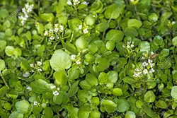 بذر آب تره (بولاغ اوتی) <br> بسته 20 عددی <br> Water Cress <br><i><b> Nasturtium officinale </i> Seeds </b>